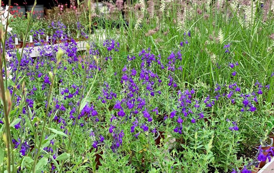 Salvia 'Blue Note'