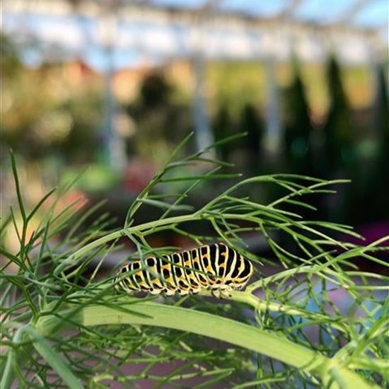 Foeniculum vulgare Foeniculum vulgare