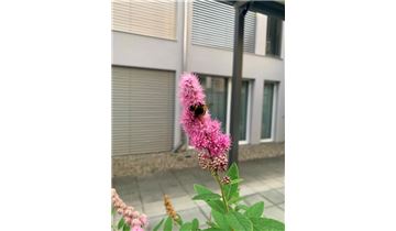 Gartenpflanzen Daepp