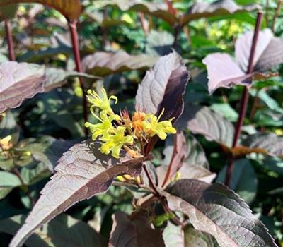 Diervilla splendens (x) 'El Madrigal'