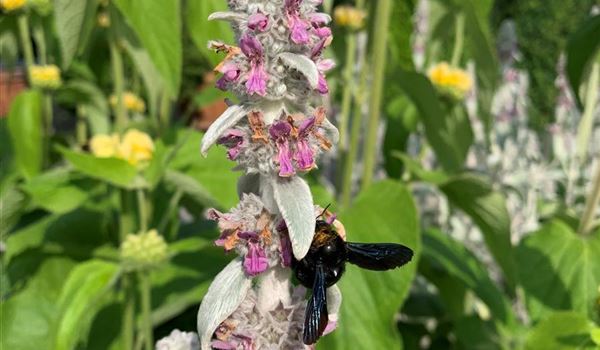Stachys byzantina Holzbiene (2)