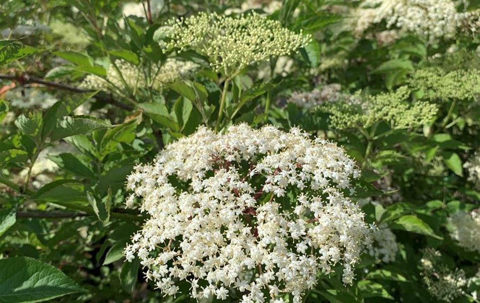 Sambucus nigra