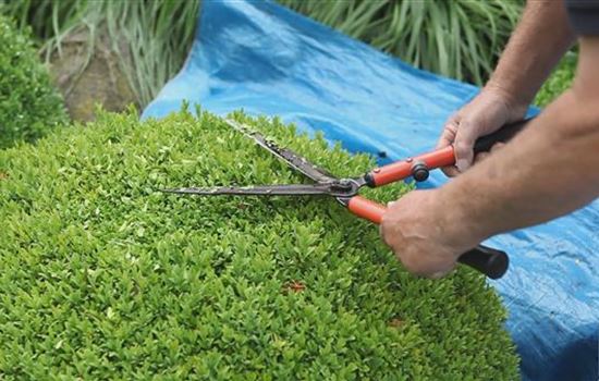 Buchsbaum - Zurückschneiden Buchsbaum - Zurückschneiden