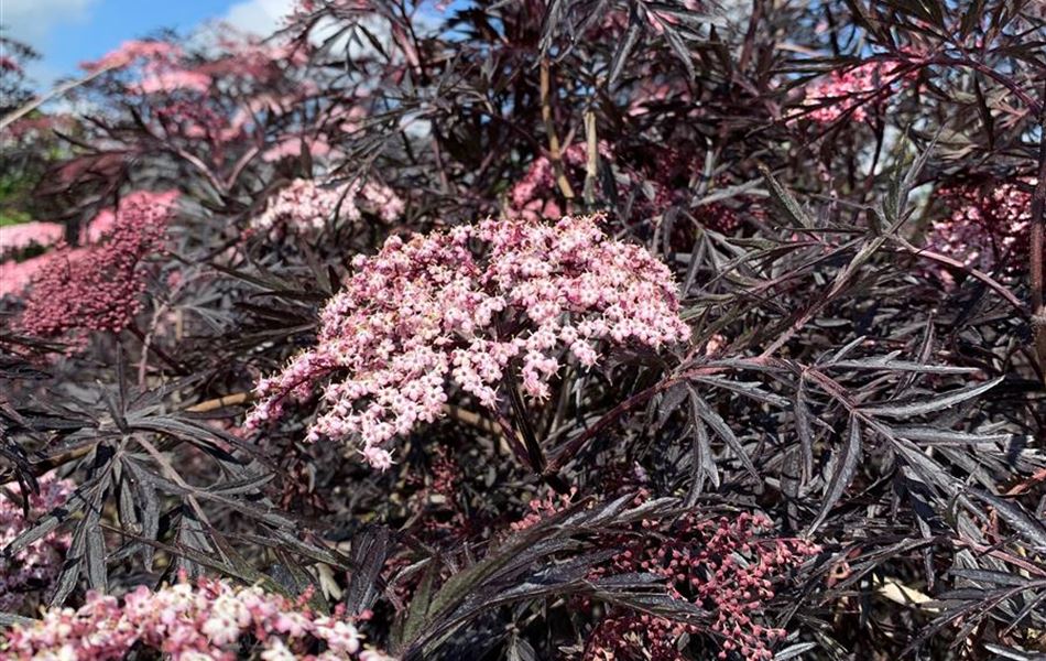 Sambucus nigra 'Black Lace'