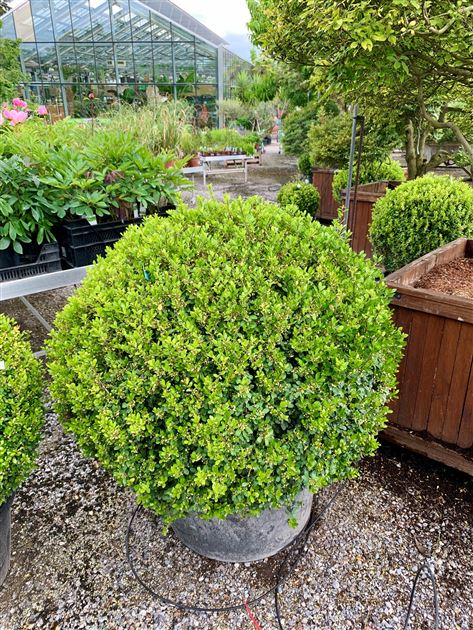 thuja 1000 Junior Giant Thuja Tree | 1-2 ft main image 0