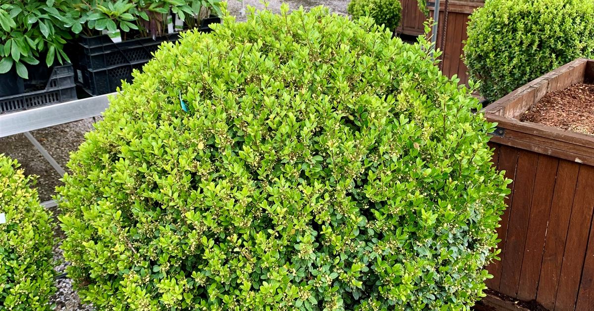 Ilex crenata 'Dark Green' Kugelform, Stechpalme - Gartenpflanzen Daepp