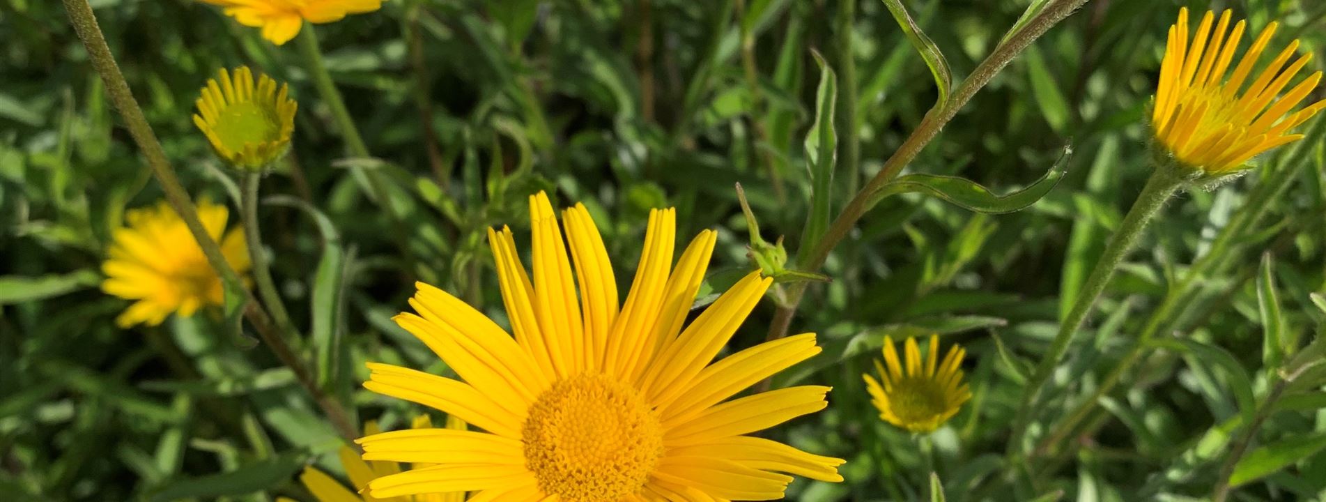 Buphthalmum salicifolium 'Alpengold'
