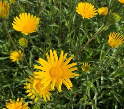 Buphthalmum salicifolium 'Alpengold'