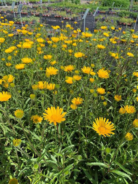 Buphthalmum Salicifolium 'Alpengold' – Gelbe Staude Ochsenauge Im 9cm Topf