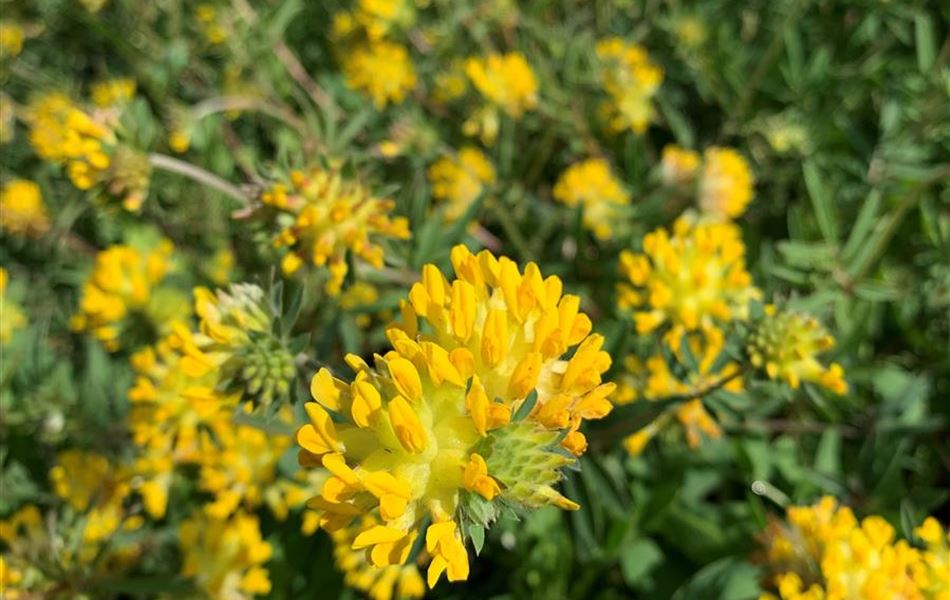 Anthyllis vulneraria