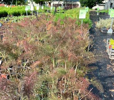 Foeniculum vulgare 'Purpureum'