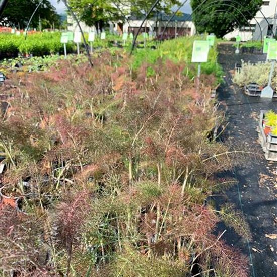 Foeniculum vulgare 'Purpureum' Foeniculum vulgare 'Purpureum'
