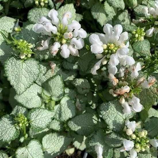 Lamium maculatum 'White Nancy'