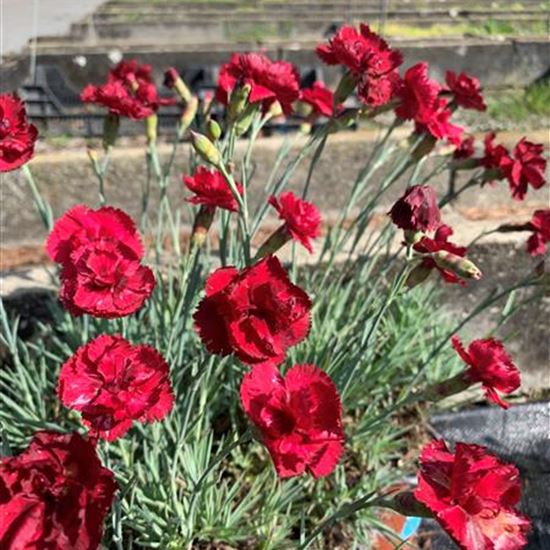 Dianthus (Plumarius-Gruppe) 'Munot' Dianthus (Plumarius-Gruppe) 'Munot'