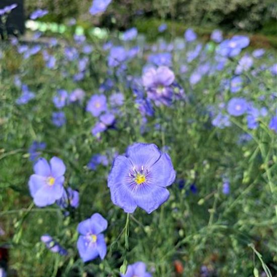 Linum perenne
