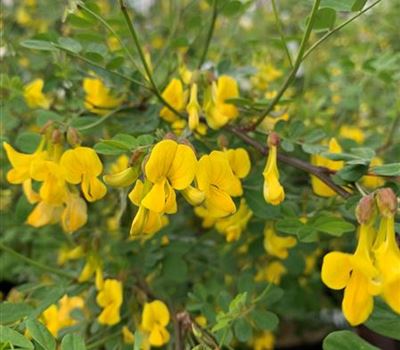 Hippocrepis emerus