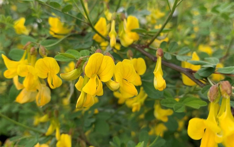 Hippocrepis emerus Hippocrepis emerus