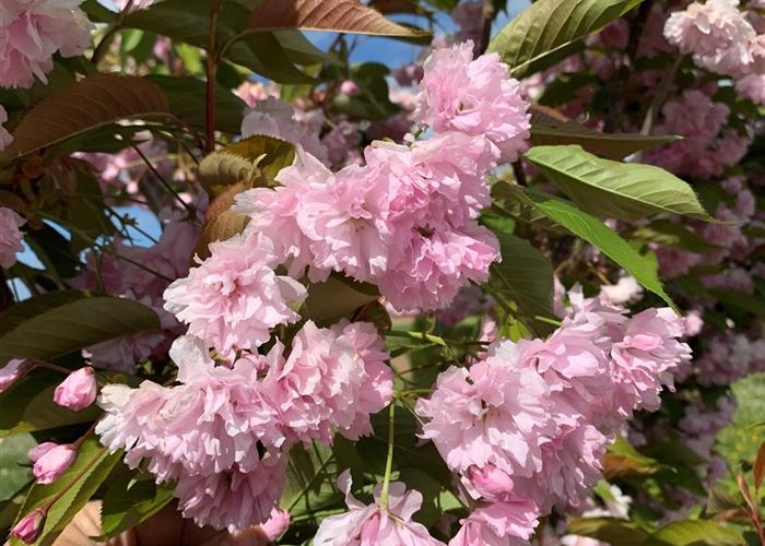 Prunus serrulata 'Kanzan'