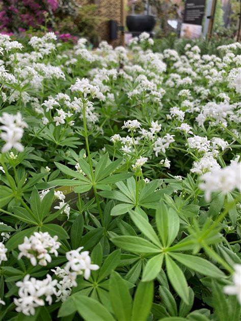Galium Odoratum Kruter Waldmeister Pflanze (Galium Odoratum)  Mehrjhrig  & Winterhart, Im 12 Cm Topf, Fr Bowle & Tee Vitamin C Reiche Pflanze