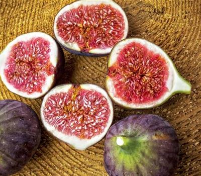 Ficus carica 'Violetta'