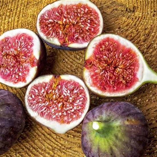 Ficus carica 'Violetta' Ficus carica 'Violetta'