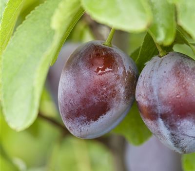 Prunus domestica 'Bühler Frühzwetschge'