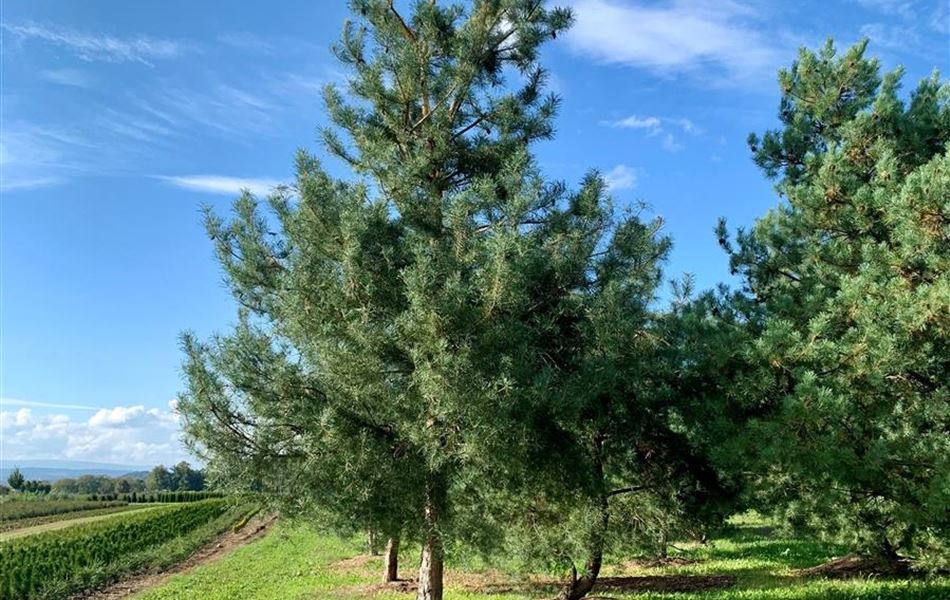 Pinus sylvestris Pinus sylvestris