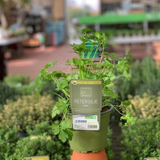 Petroselinum crispum var. neapolitanum