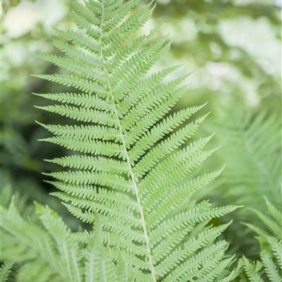 Athyrium filix-femina Athyrium filix-femina