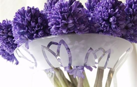 Die Top 8 der Frühlingsblumen Die Top 8 der Frühlingsblumen