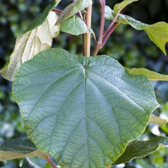 Actinidia deliciosa 'Matua' Actinidia deliciosa 'Matua'