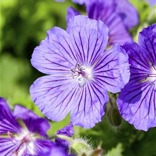 Geranium magnificum (x) 'Rosemoor'