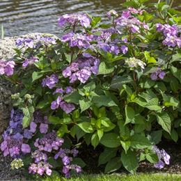 Alte Blütenstände entfernen