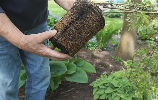 Clematis - Einpflanzen im Garten Clematis - Einpflanzen im Garten
