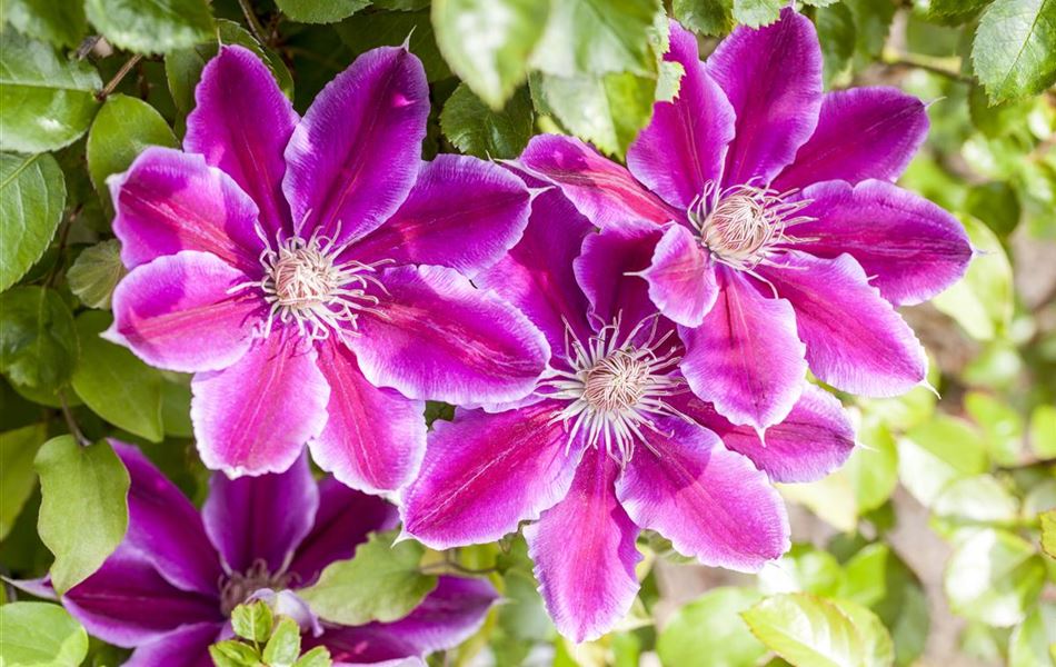 Clematis (Grossbl., frühblüh. Gruppe) 'Dr Ruppel' Clematis (Grossbl., frühblüh. Gruppe) 'Dr Ruppel'