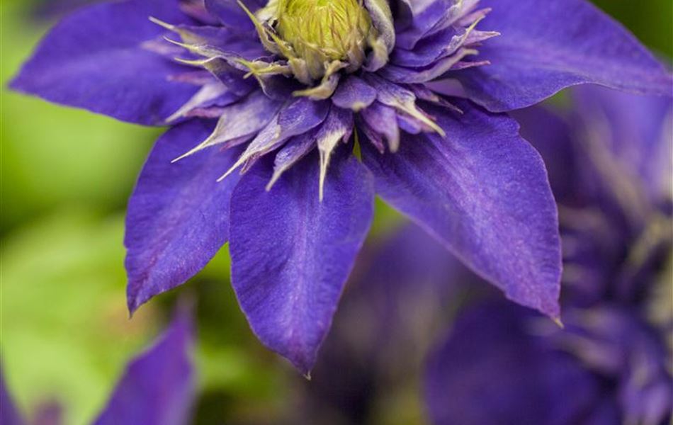 Clematis (Grossbl., frühblüh. Gruppe) 'The President' Clematis (Grossbl., frühblüh. Gruppe) 'The President'