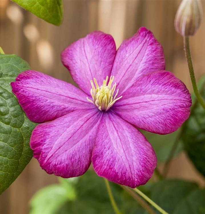 Waldrebe, Clematis