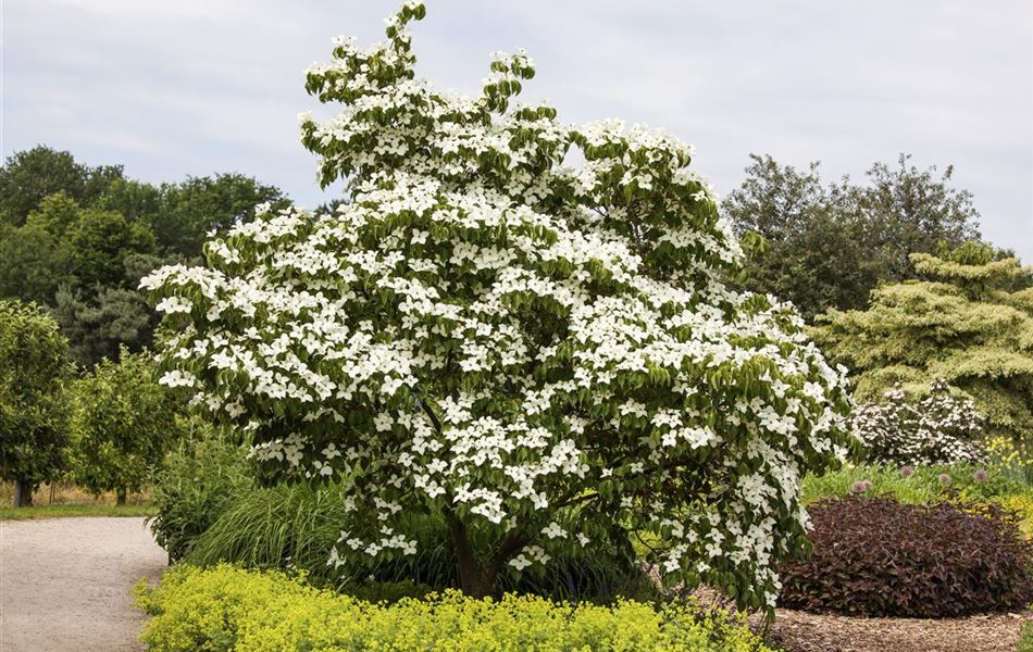Cornus kousa 'China Girl' Cornus kousa 'China Girl'