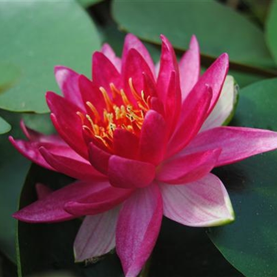 Nymphaea 'Escarboucle' Nymphaea 'Escarboucle'