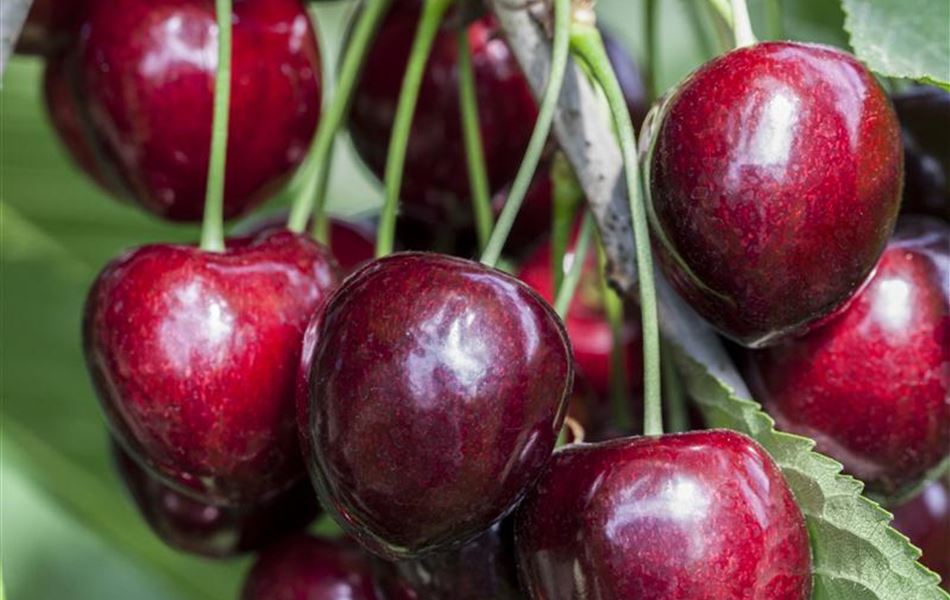 Prunus avium 'Kordia' Prunus avium 'Kordia'