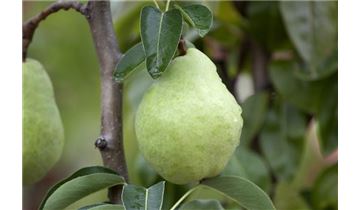 Gartenpflanzen Daepp