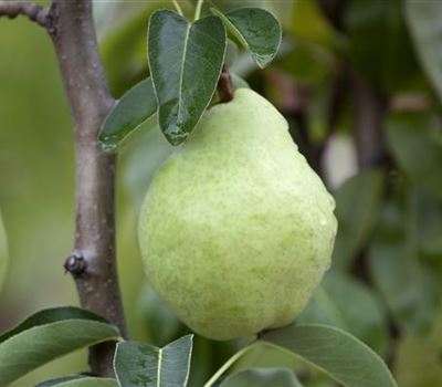 Pyrus communis 'Williams Christbirne'