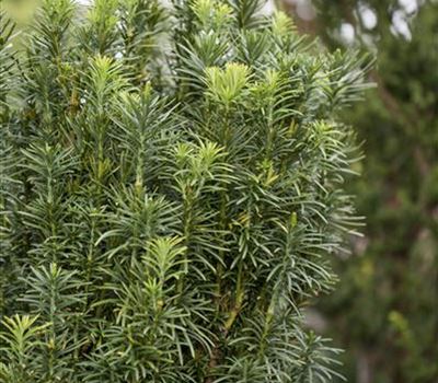 Cephalotaxus harringtonii 'Fastigiata'