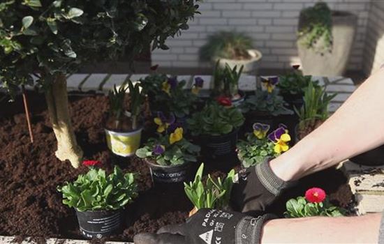 Blumenkasten - Frühlingshafte Bepflanzung Blumenkasten - Frühlingshafte Bepflanzung