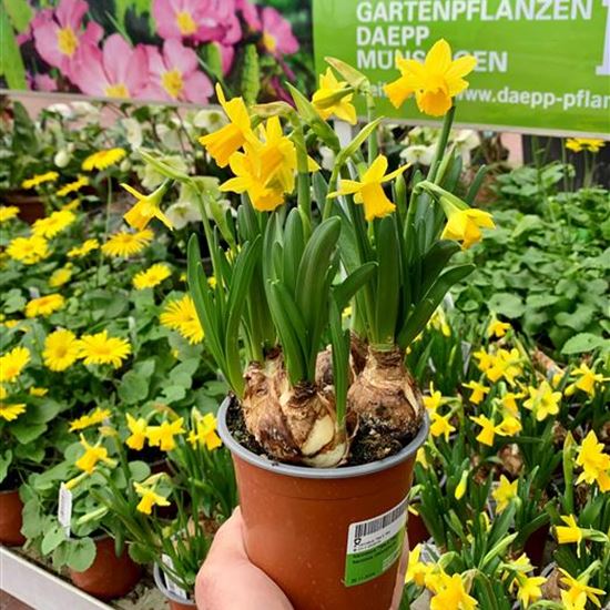 Narcissus 'Tête à Tête' Narcissus 'Tête à Tête'