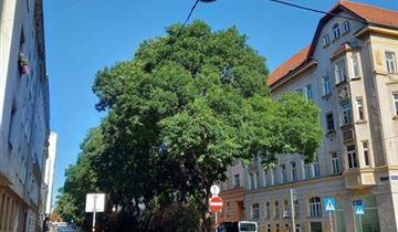 Bildvorschau