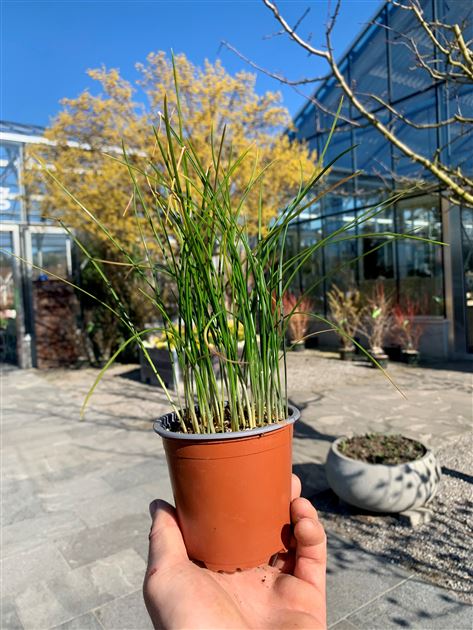 Crocus sativus, Echter Safran - Gartenpflanzen Daepp