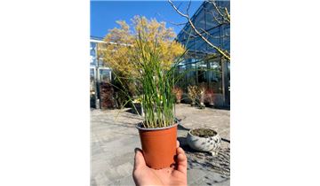 Gartenpflanzen Daepp