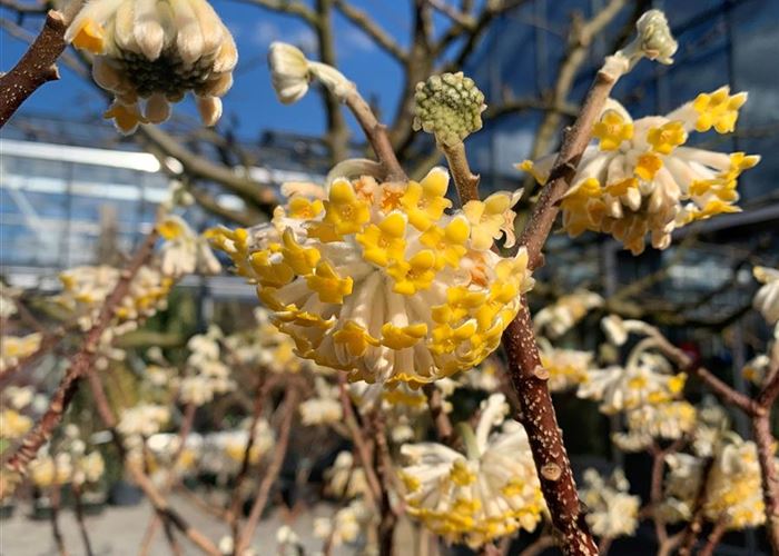 Edgeworthia chrysantha