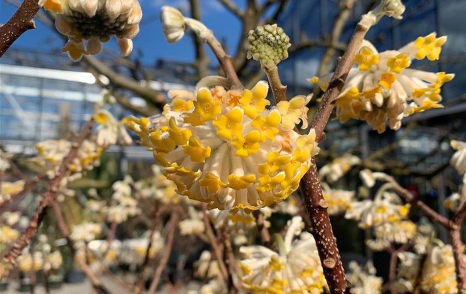 Edgeworthia chrysantha